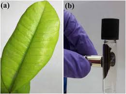 Myrtle pepper leaf used for synthesizing the nanoparticles by the researchers at IIT Indore