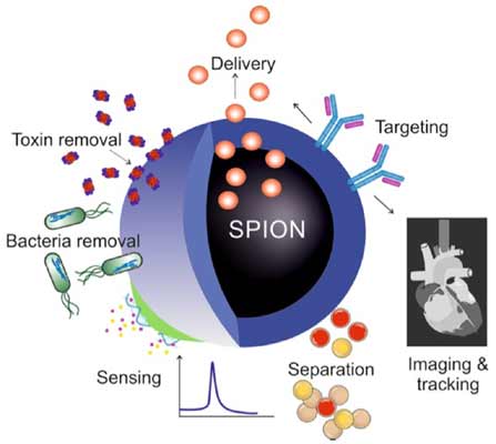 Biomedical Applications of Superparamagnetic Nanoparticles in Molecular Scale