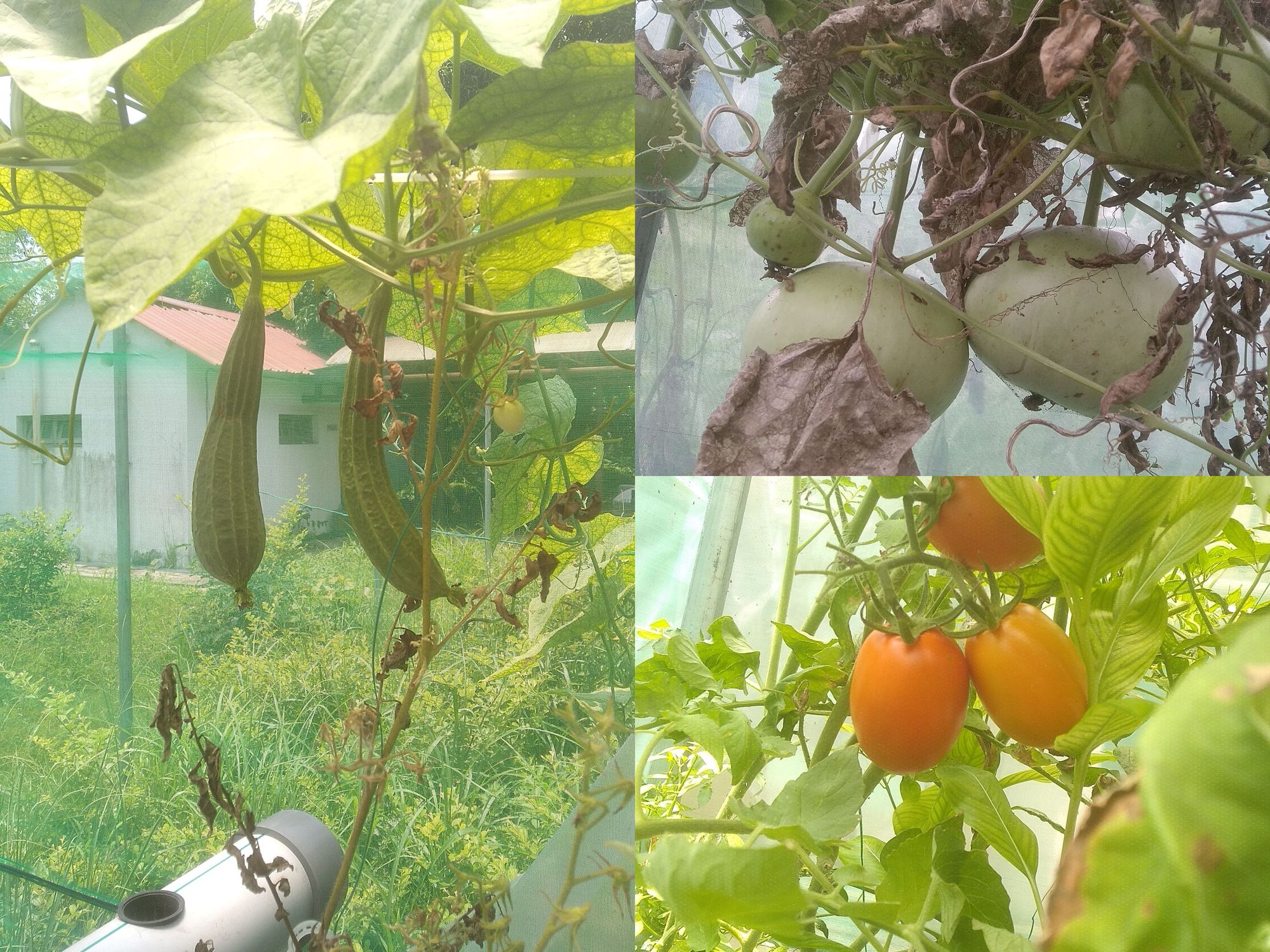 Produce by IIT Kharagpur's Automated Aquaponics Project