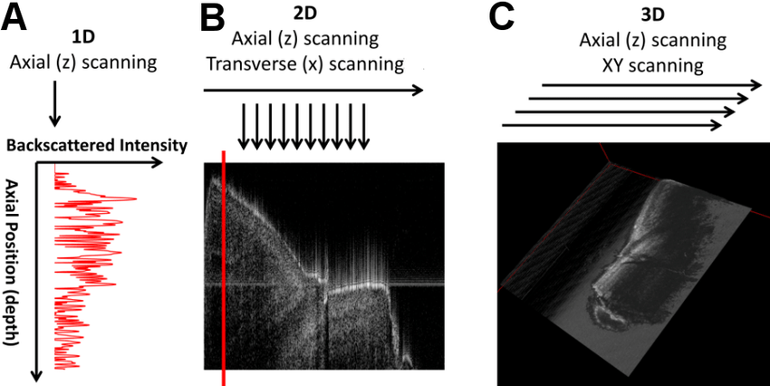 Source: Functional Connectivity Of The Rodent Brain Using Optical Imaging by Edgar Guevara